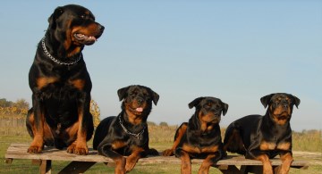 Three Rottweiler puppies with their mother