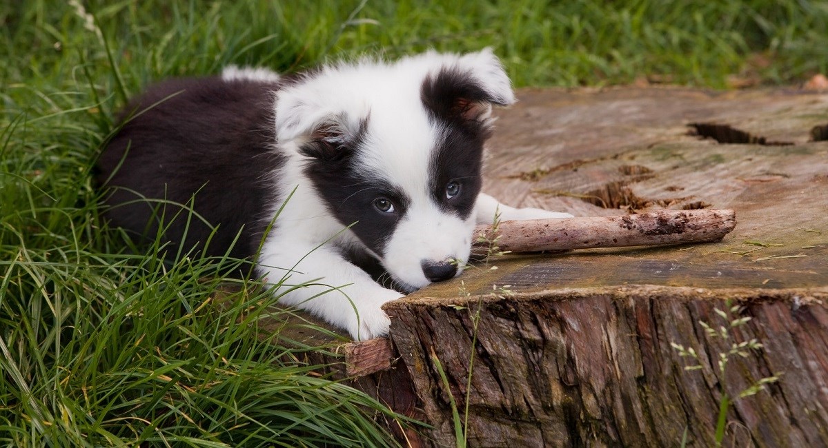 Border Collie puppy sitting against tree stump with stick in mouth