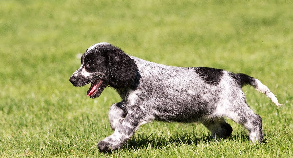 Black and white roan Cocker Spaniel puppy running across grass