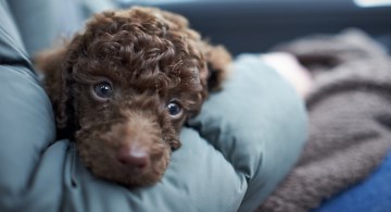 Brown Poodle puppy in owners lap