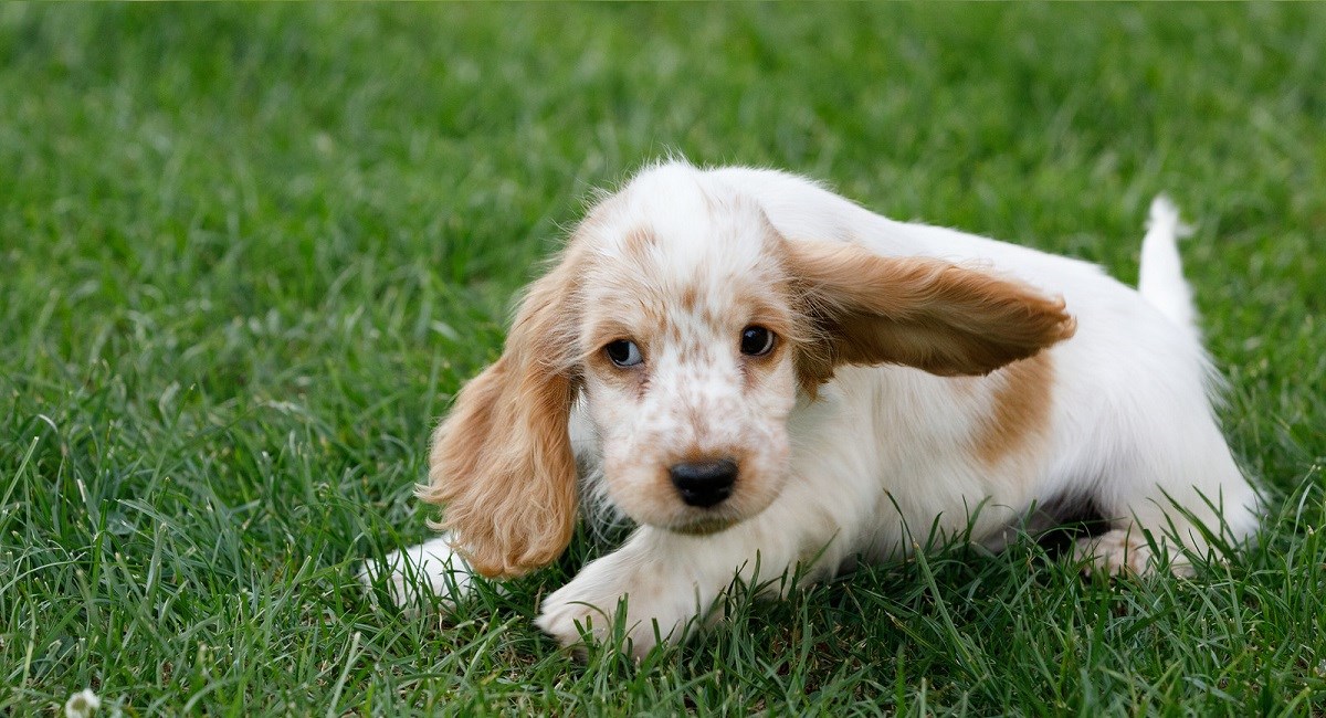 Orange roan Cocker Spaniel puppy with huge floppy ears