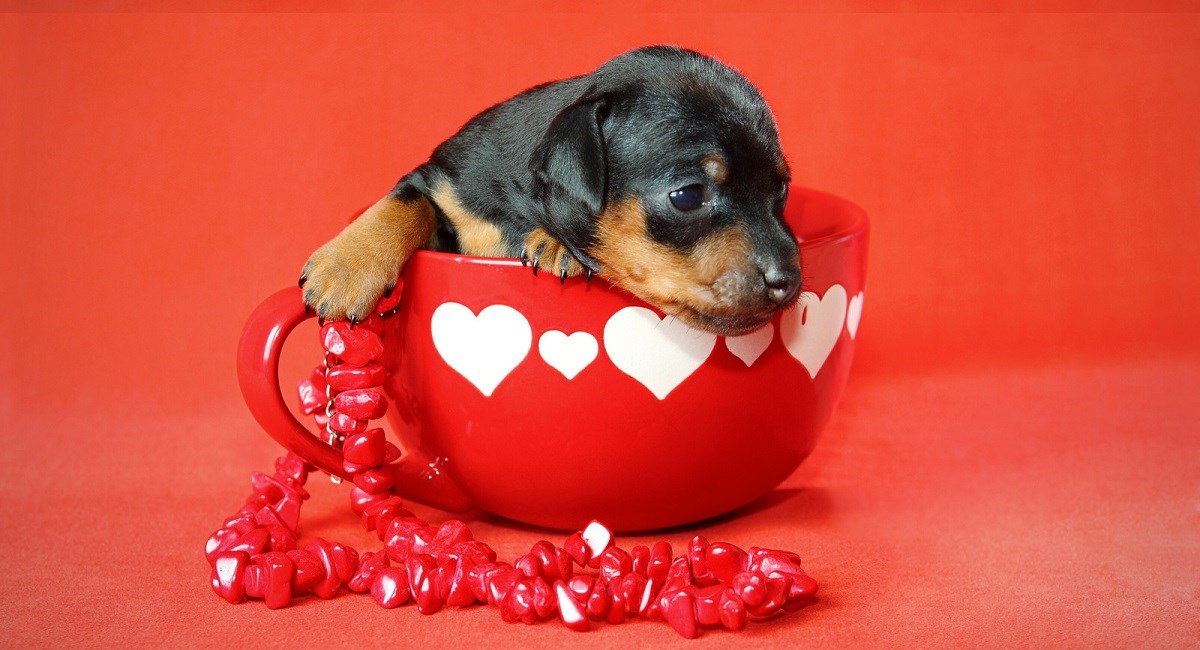 Tiny Doberman puppy sit in a cup with hearts