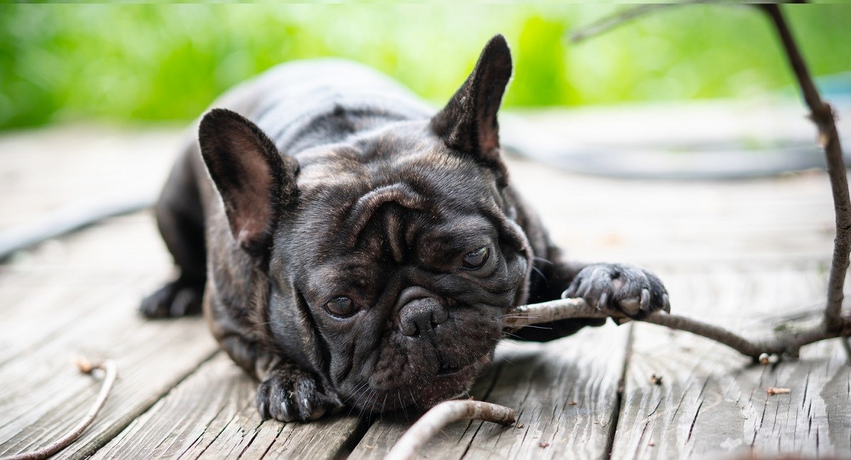 French Bulldog puppy chewing on a twig