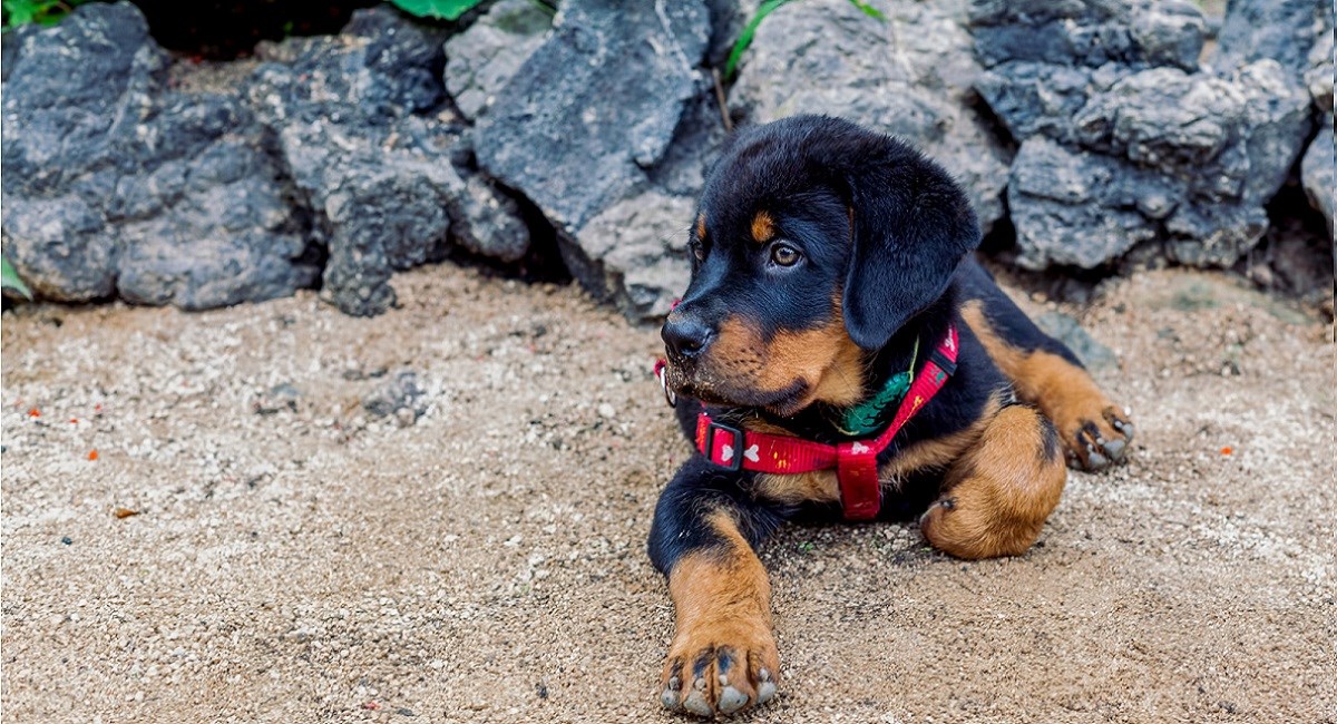 Rottweiler puppy sitting in sand