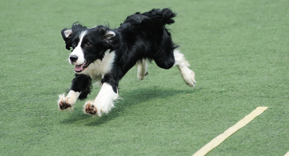 Border Collie Puppies for sale near you