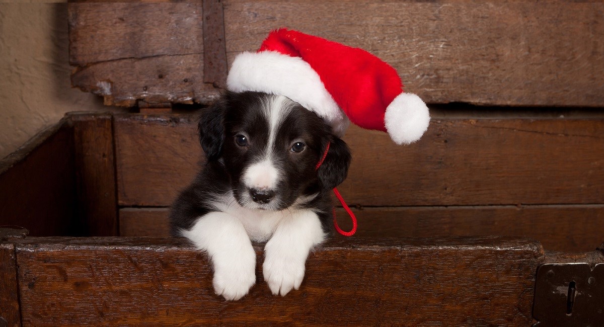 Border Collie puppy sat in wooden box with Christmas hat