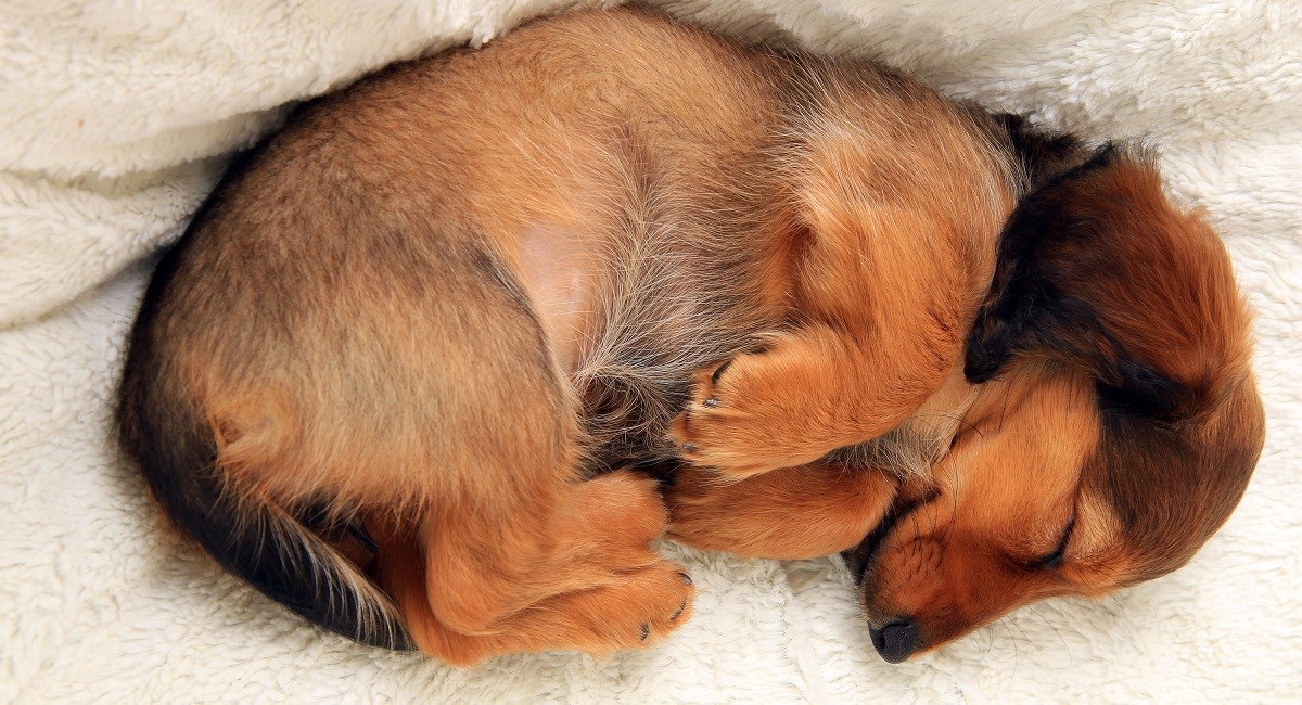 Long haired Dachshund puppy sleeping