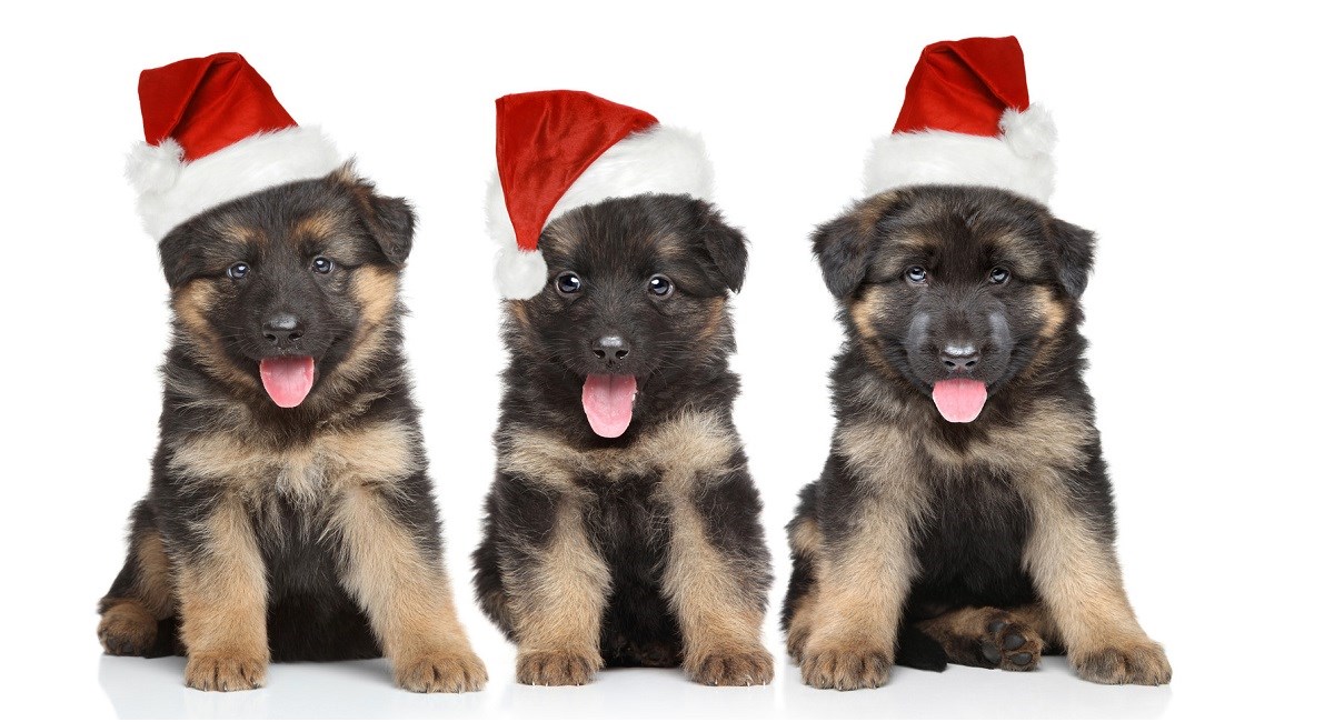 GSD puppies wearing xmas hats