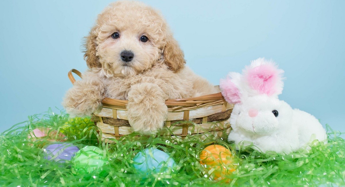Cream Poodle puppy in Easter basket