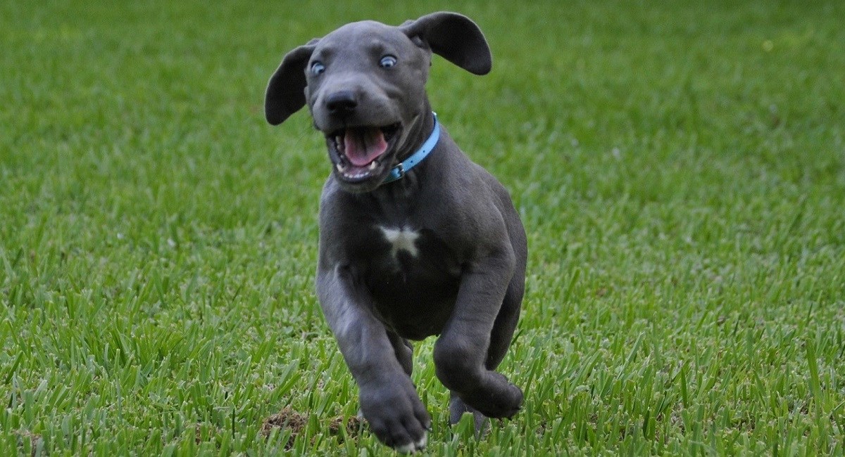 Great Dane puppy with wild face running on grass