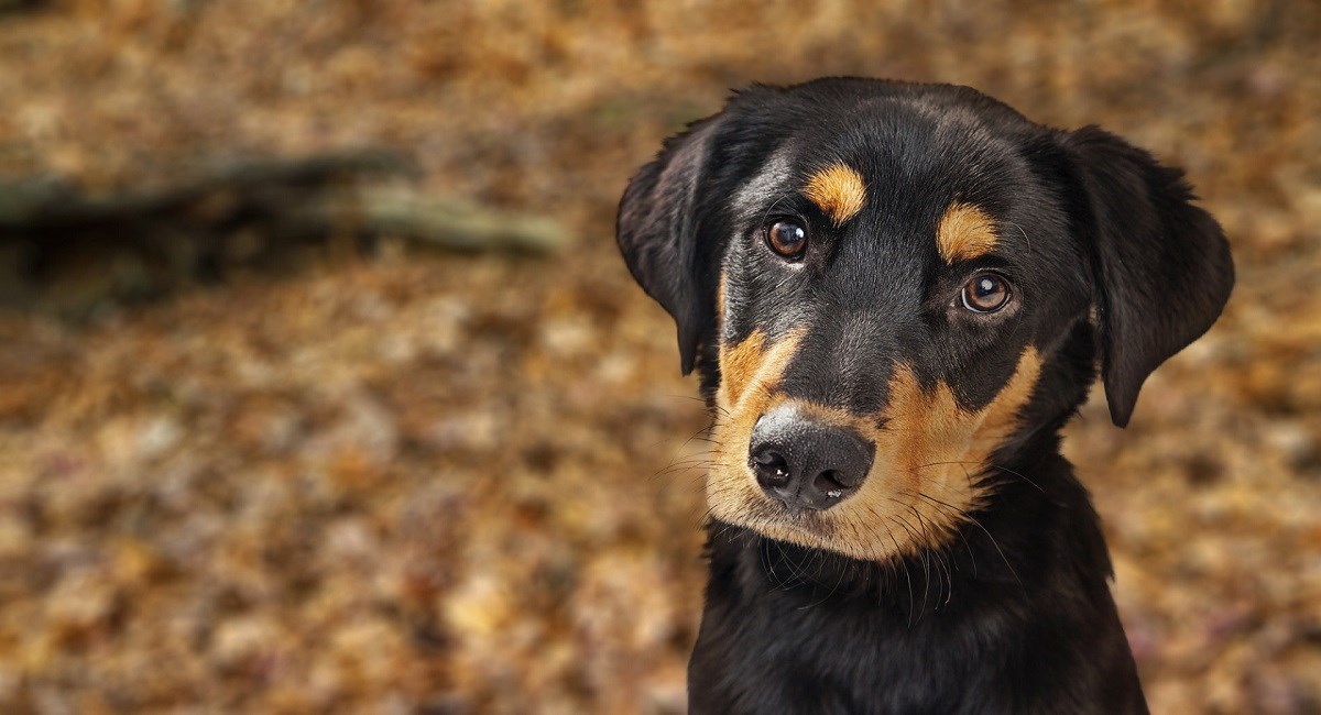 Rottweiler puppy posing for photo with beautiful eyes