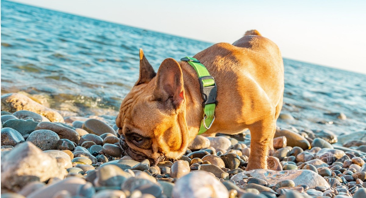 Pug puppy on pebbled beach.