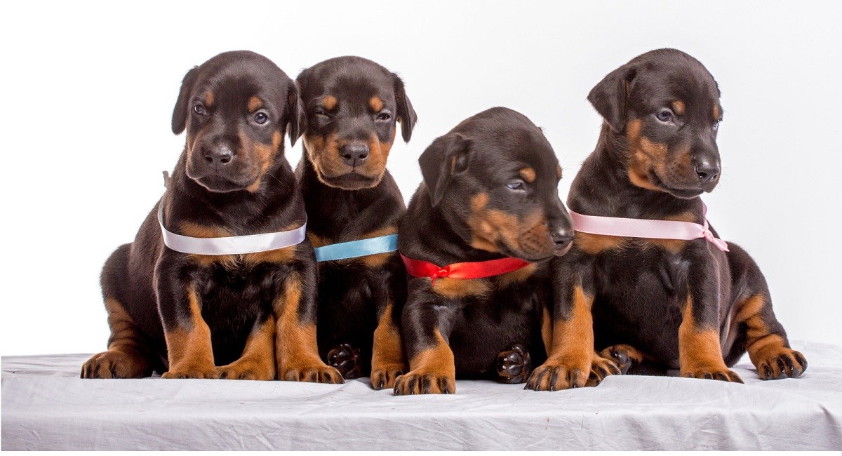 Four Doberman Pinscher puppies in a row