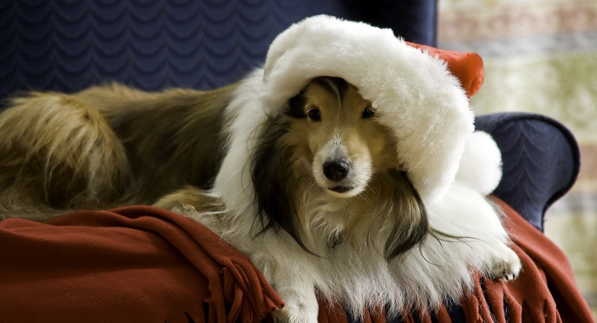 Sable Sheltie with Santa Claus hat