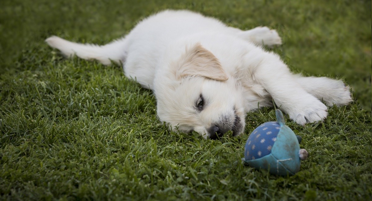 Golden Retriever puppy sleeping beside a ball