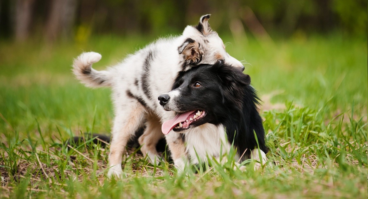 Pesky Border Collie puppy bothers his dad