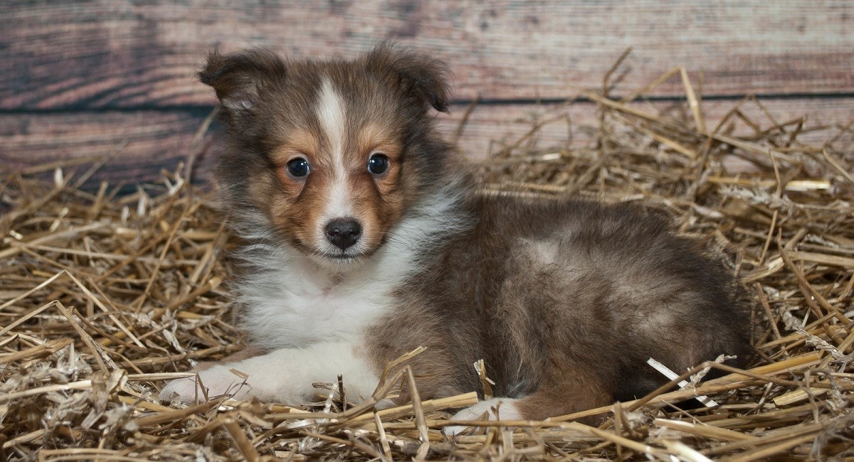Sable Sheltie lying on bed of hay