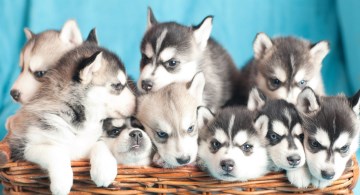 Siberian Husky puppies in a basket