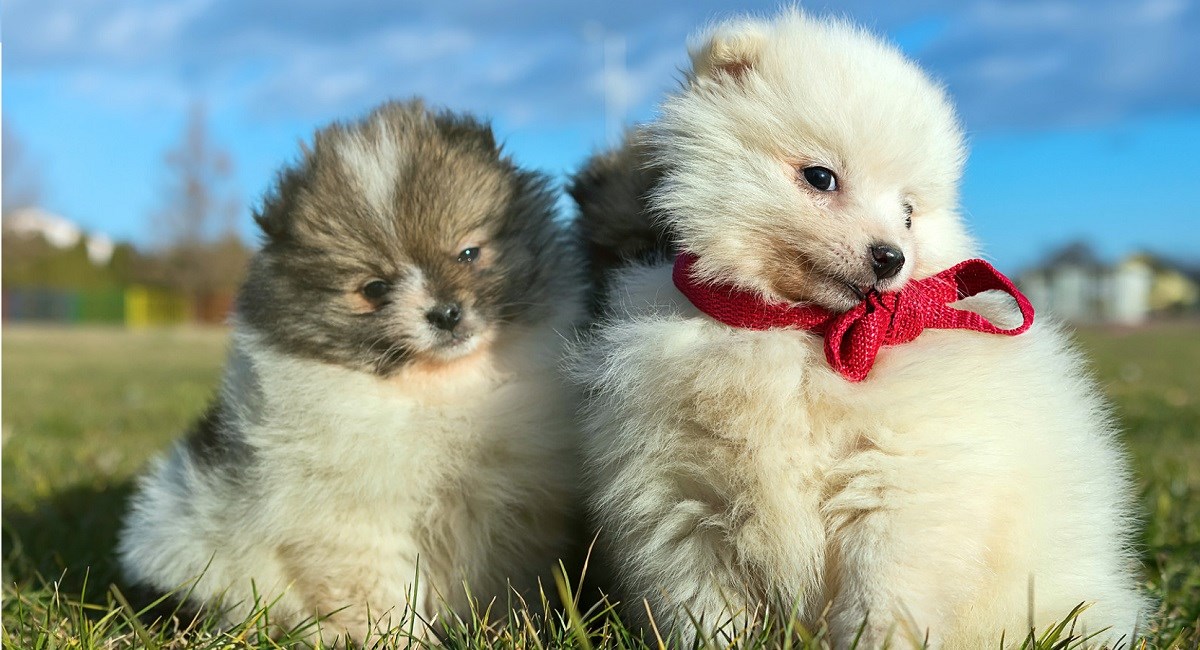 Two Pomeranian puppies