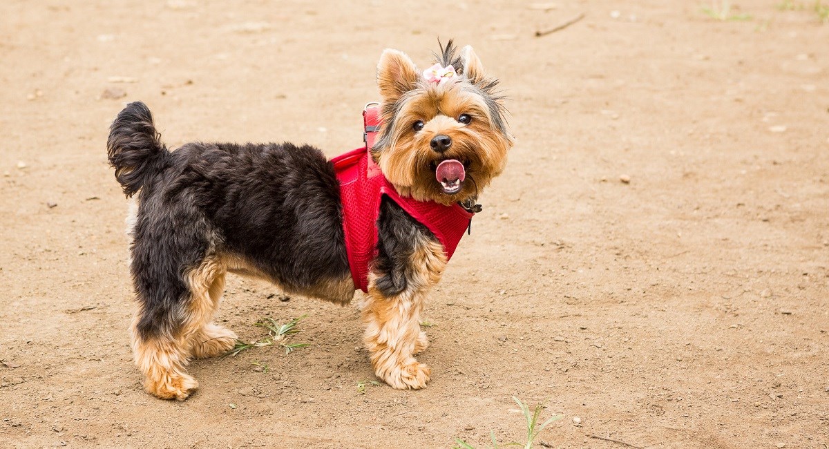 Yorkshire Terrier sticking out tongue