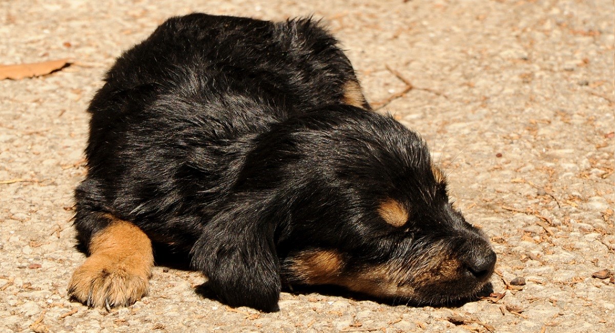Very young Rottweiler puppy snoozing