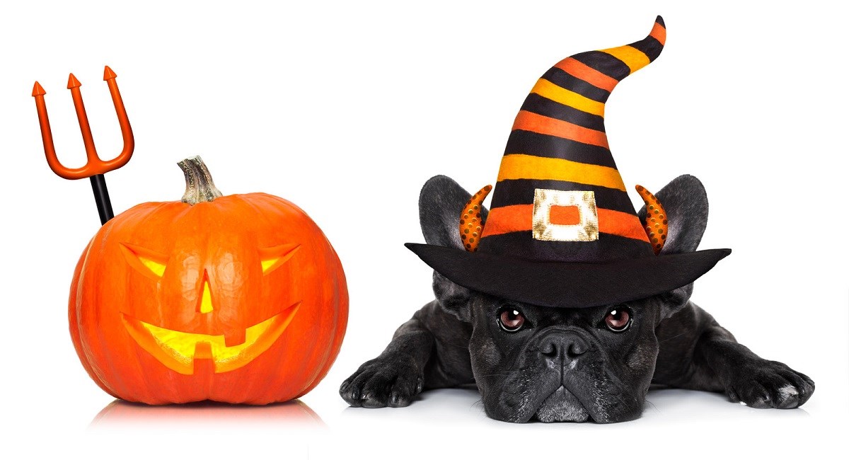 French Bulldog puppy with Halloween pumpkin