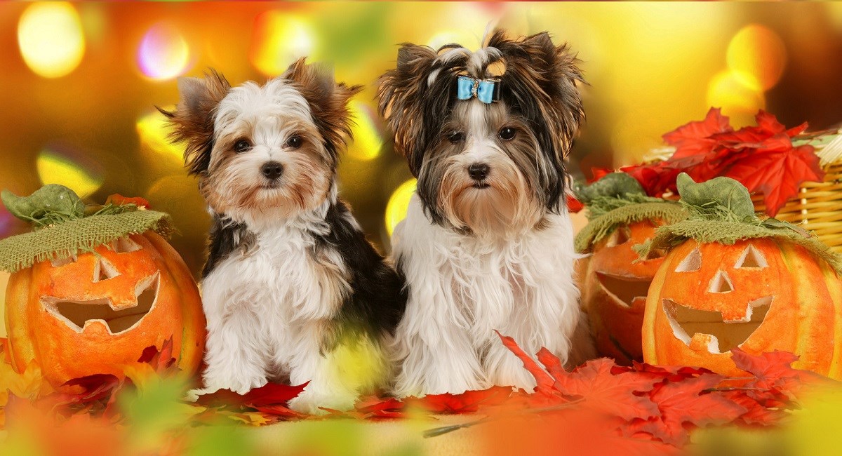 Yorkshire Terrier puppies with Halloween pumpkins