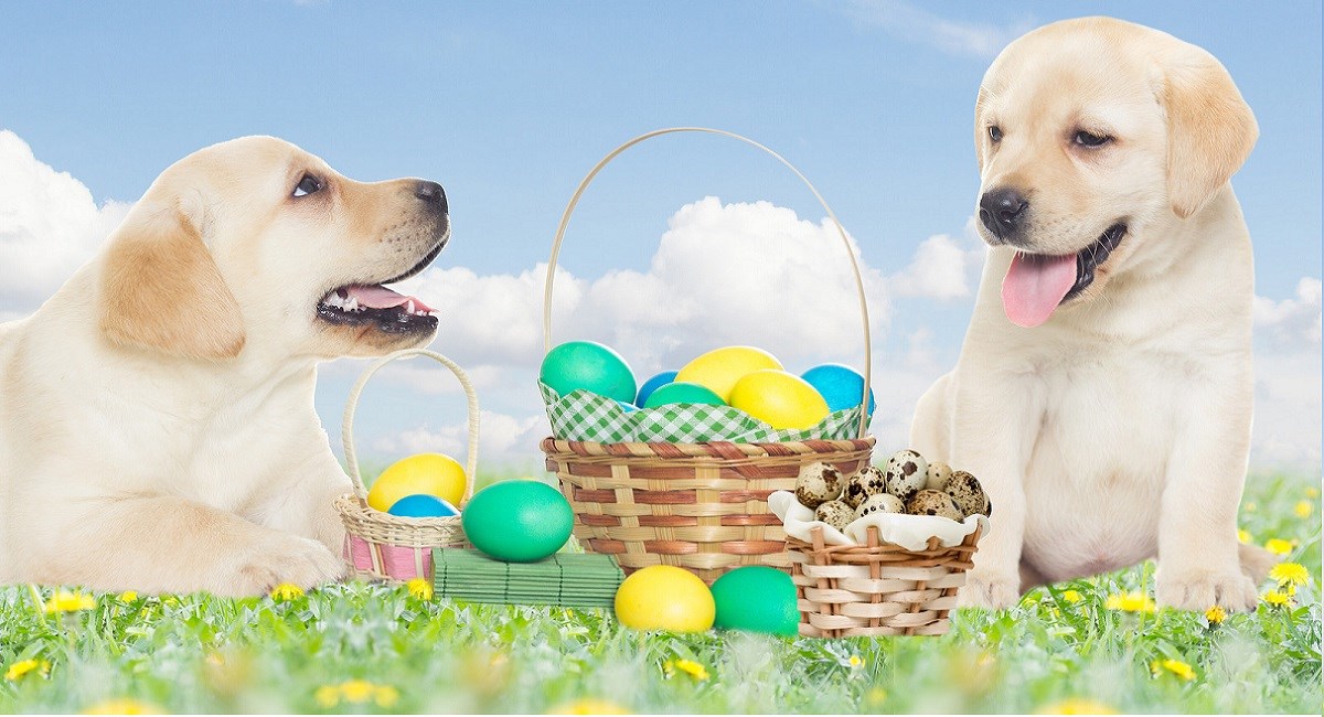Labrador retriever puppies with Easter Eggs