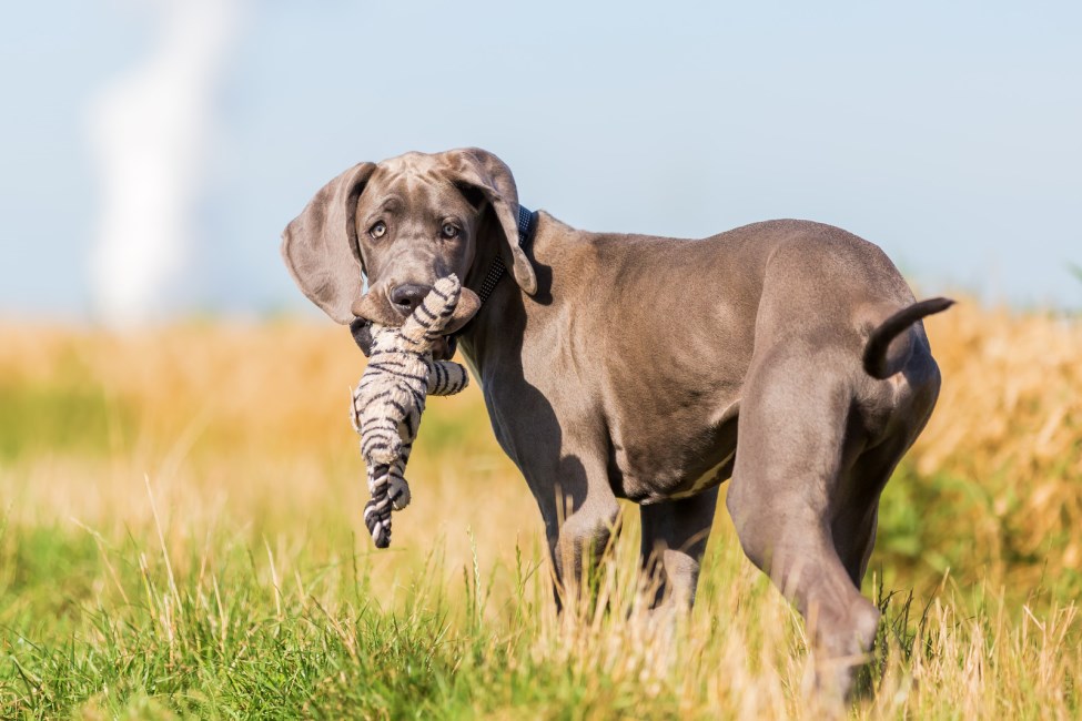 Blue Great Dane with stuffed toy