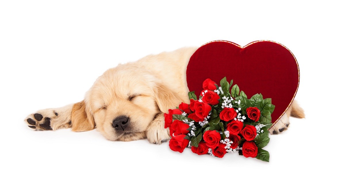 Golden Retriever puppy on Valentines Day