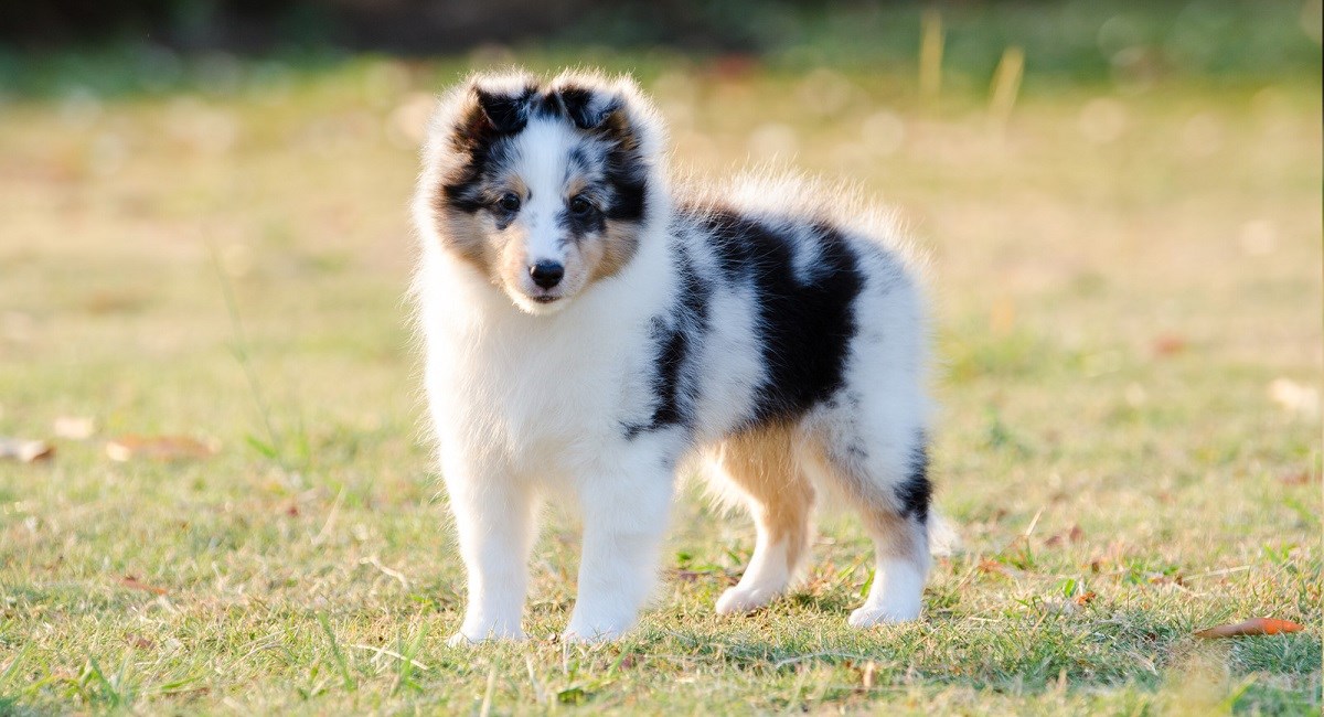 Merle Sheltie standing on short grass lawn