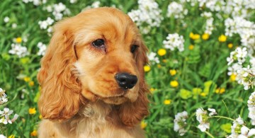 Red Cocker Spaniel puppy with soulful expression