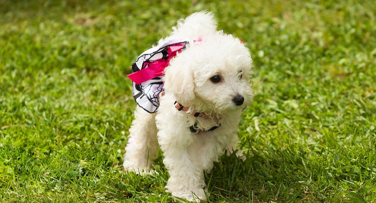 Cute white Poodle puppy on lawn