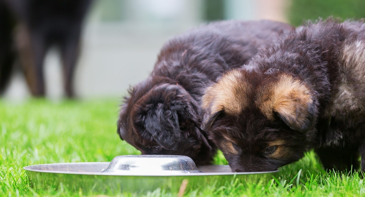 GSD puppies drinking from a water bowl