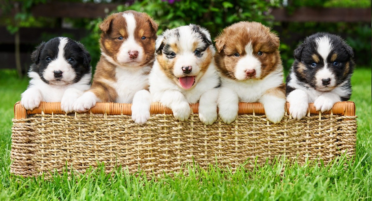 Five Australian Shepherd puppies in a basket.