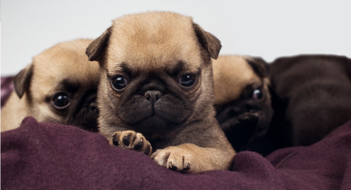 Three Pug puppies lying on purple pillow.