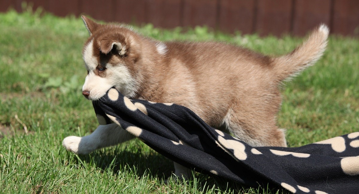 Siberian Husky puppy with blanket in mouth