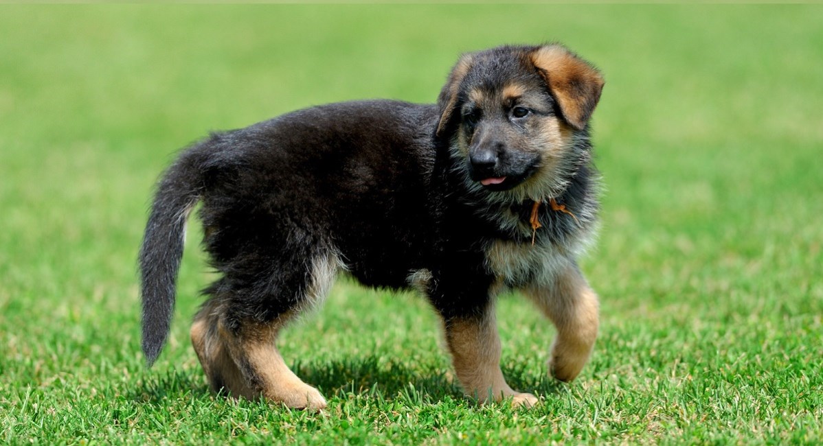 GSD puppy walking on green grass