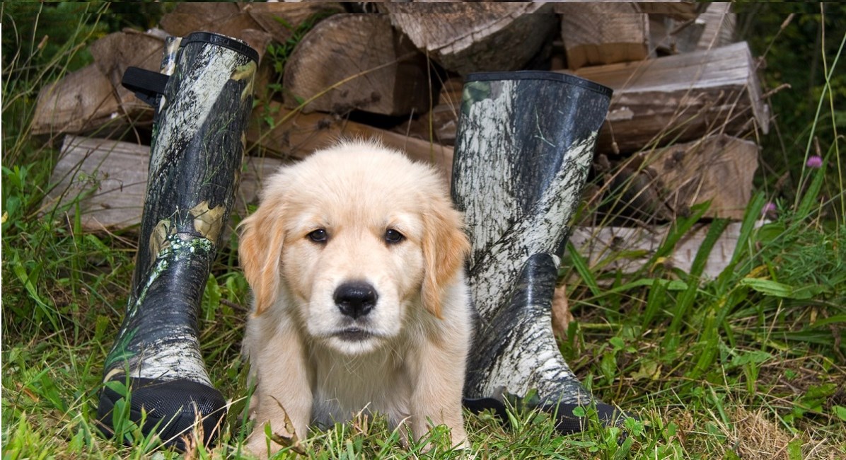 Golden Retriever puppy guarding a pair of boots and wood pile