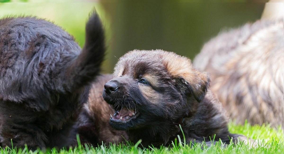 German Shepherd puppy lying on lawn