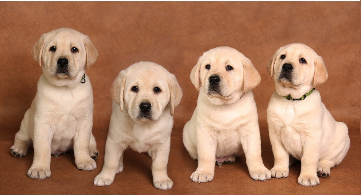 Four yellow labrador puppies