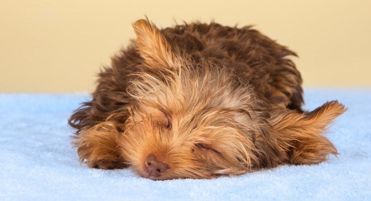 Yorkie puppy taking a nap.