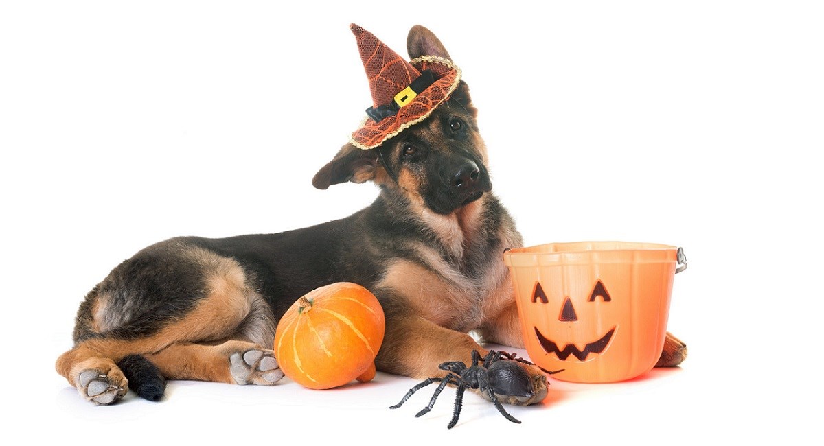 German Shepherd with pumpkin and shalloween hat