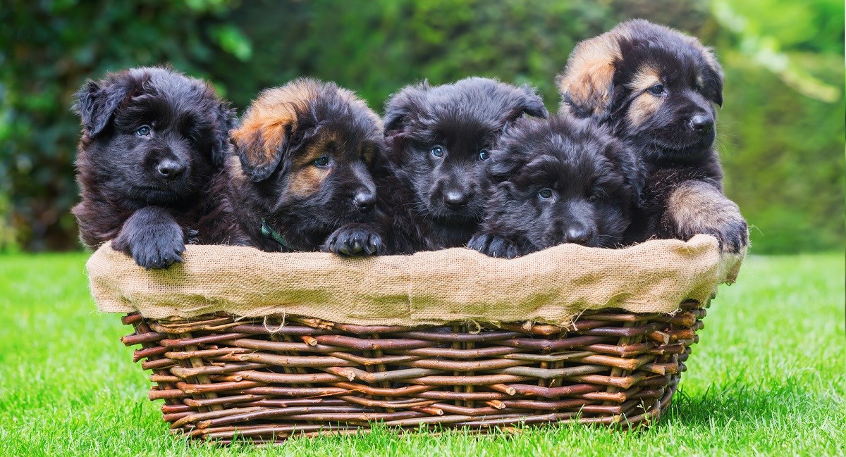 GSD puppies in a basket