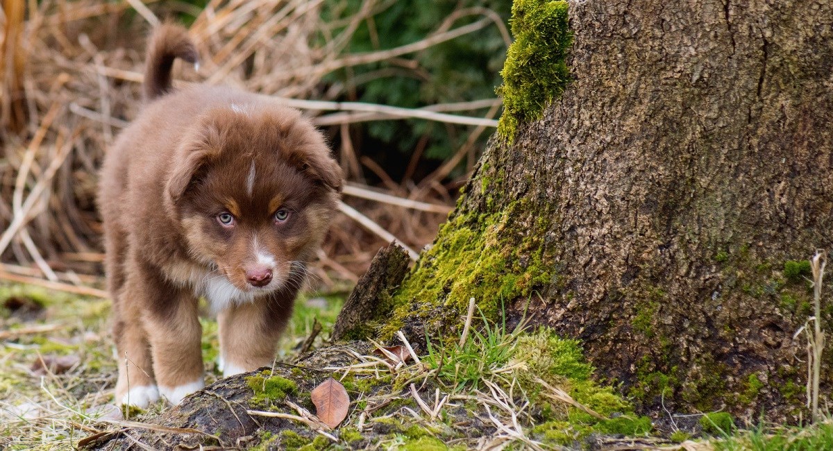 Australian Shepherd pup with determined look on his face.