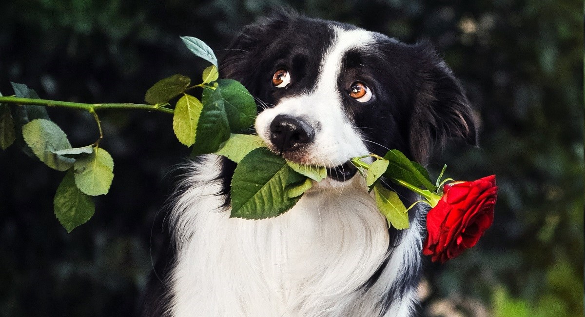 Border Collie gifting a red rose to his owner
