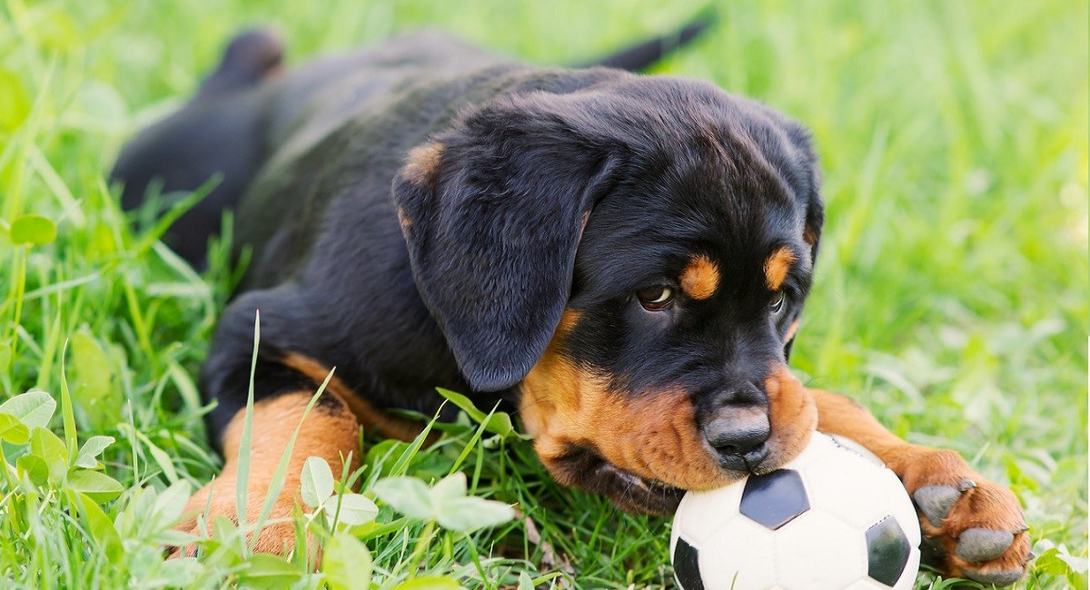 Rottweiler puppy guarding a ball