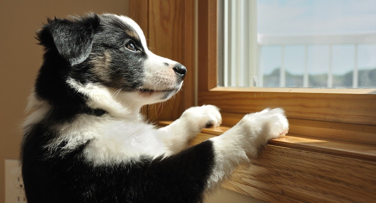 Tricolor Australian Shepherd puppy looking through a window