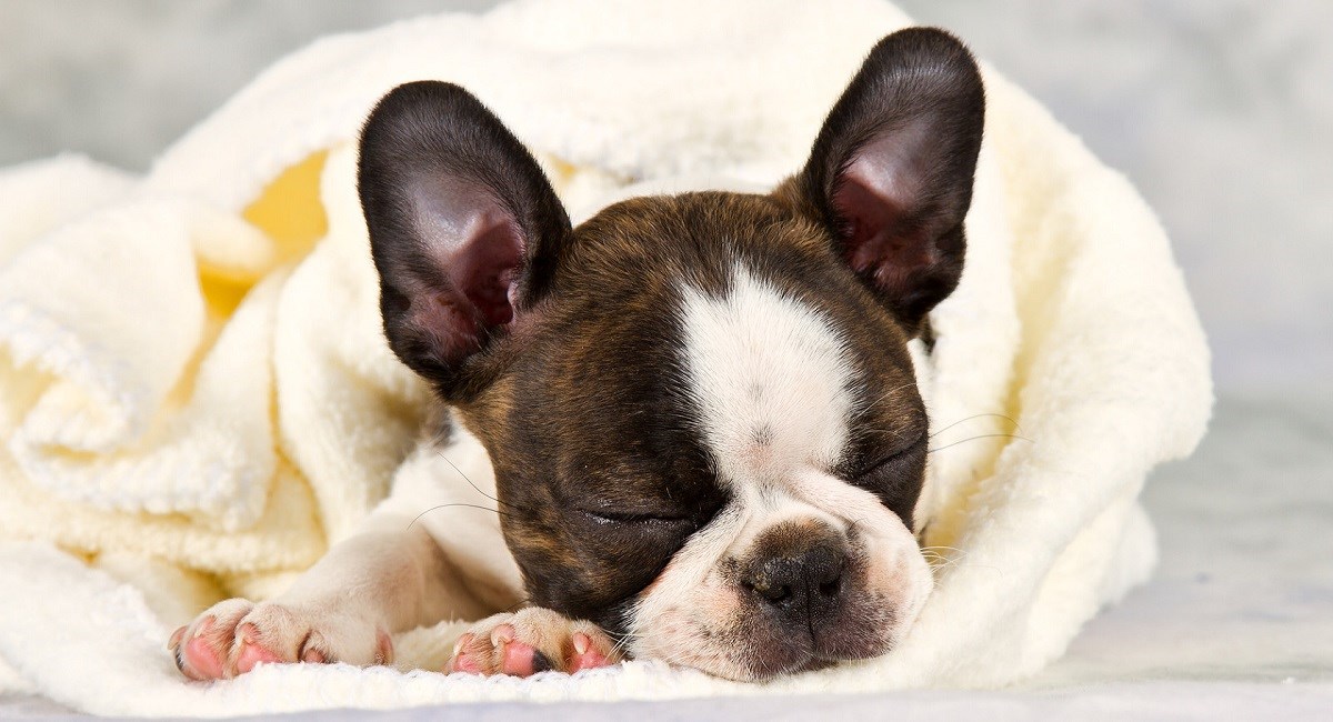 Boston Terrier Puppies for sale near you