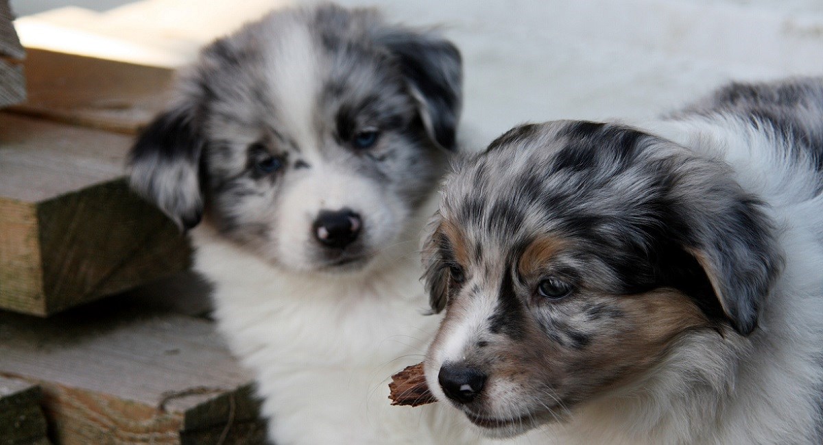 Miniature Australian Shepherd - What's that